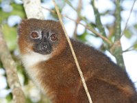 Common Brown Lemur